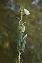 Okra, Ladies fingers, Hibiscus esculentus, Growing outdoor on the plant.