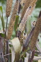 Pearl millet, Pennisetum glaucum, Growing outdoor.