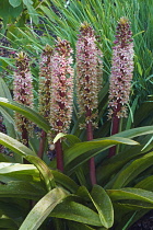 Pineapple flower, Eucomis comosa bicolour, Mauve coloured flowers growing outdoor.