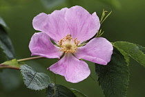 Prickly wild rose, Rosa acicularis, Single pink coloured flower growing outdoor.