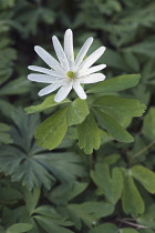 Radde's anemone, Anemone raddeana, Single white coloured flower growing outdoor.