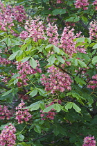 Red horse-chestnut, Aesculus x carnea, Pink coloured flowers growing outdoor.