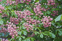 Red horse-chestnut, Aesculus x carnea, Pink coloured flowers growing outdoor.---