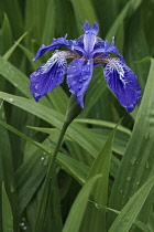 Japanese roof iris, Iris tectorum, Blue coloured flower growing outdoor.