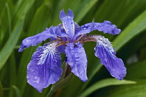 Japanese roof iris, Iris tectorum, Blue coloured flower growing outdoor.