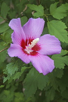 Hibiscus, Rose of Sharon, Hibiscus syriacus, Single pink coloured flower growing outdoor.