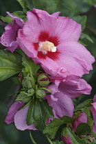 Hibiscus, Rose of Sharon, Hibiscus syriacus, Pink coloured flowers growing outdoor.