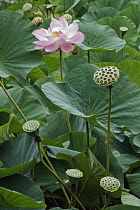 Lotus, Sacred lotus, Nelumbo nucifera, Single pink flower growing outdoor among seedheads.