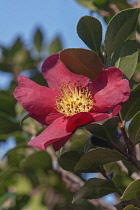 Sasangua camellia, Camellia sasangua, Single red coloured flower growing outdoor.