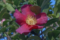 Sasangua camellia, Camellia sasangua, Single red coloured flower growing outdoor.