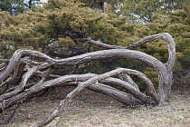Savin juniper, Juniperus sabina, Bent over branches of the tree growing outdoor.