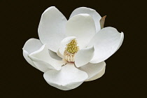Magnolia, Magnolia grandiflora, Single white flower cut out with black background.
