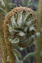 Thick stemmed wood fern, Dryopteris crassirhizoma, Close up detail of the frond unfurling.