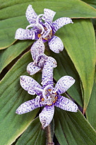 Toad lily, Tricyrtis hirta, Mauve coloured flowers growing outdoor.