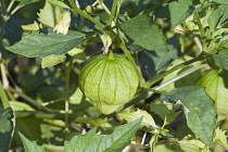 Tomatillo, Physalis philadelphica, Green fruit growing outdoor on the plant.