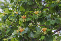 Tulip tree, Liriodendron tulipifera, Yellow and peach coloured flowers growing outdoor.