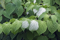 Actinidia, Variegated kiwi vine, Actinidia kolomikta, Close up of leaves.