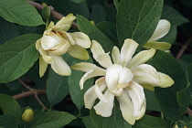 Venus sweetshrub, Calycanthus x Venus, White coloured flowers growing outdoor.