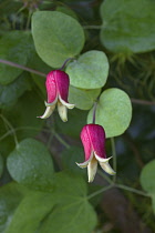 Whiteleaf Leather flower, Clematis glaucophylla, Pink coloured flowers growing outdoor.