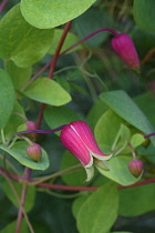 Whiteleaf Leather flower, Clematis glaucophylla, Pink coloured flowers growing outdoor.