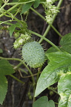 Wild cucumber, Cucumis africanus, Green prickly fruit growing outdoor.