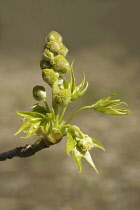 Sweet gum, American sweetgum, Liquidambar styraciflua, close up of the green buds growing outdoor.