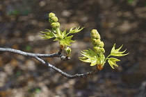 Sweet gum, American sweetgum, Liquidambar styraciflua, close up of the green buds growing outdoor.