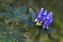 Monkshood, Aconitum axiliflorum, detail of blue coloured flowers growing outdoor.