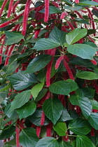 Chenille plant, Acalypha hispida, Detail of red coloured flowers growing outdoor.