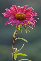 Aster, China aster, Callistephus chinensis, Single red coloured flower gropwing outdoor.