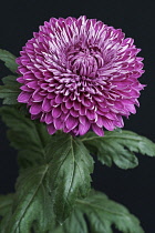 Chrysanthemum, Hybrid chrysanthemum, Single purple coloured flower growing outdoor.