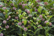 Common milkweed, Asclepias syriaca, Detail of bush with pink coloured flowers growing outdoor.