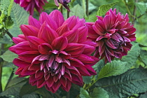 Dahlia, Garden dahlia flowers, Dahlia x cultorum, two red coloured flowers growing outdoor.