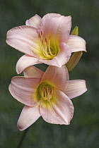 Lily, Day lily, Hybrid daylily, Hemerocallis, Two peach coloured flowers growing outdoor.