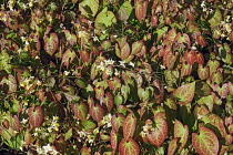 Epimedium, Fairy wings epimedium, Epimedium x versicolor Sulphureum, Close up showing detail of plant with white coloured flowers growing outdoor.