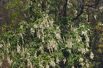 Pieris, Japanese andromeda, Pieris japonica, Detail of plant with white coloured flowers growing outdoor.