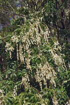 Pieris, Japanese andromeda, Pieris japonica, Detail of plant with white coloured flowers growing outdoor.
