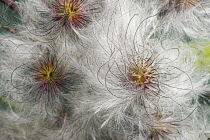 Korean clematis, Clematis serratifolia, Close up of plant showing fluffy textured seedheads.