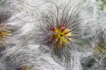 Korean clematis, Clematis serratifolia, Close up of plant showing fluffy textured seedhead.