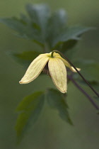 Korean clematis, Clematis serratifolia, Detail of yellow coloured  flower growing outdoor.