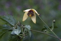 Korean clematis, Clematis serratifolia, Detail of yellow coloured  flower growing outdoor.