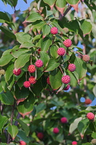 Dogwood, Flowering dogwood, Kousa Dogwood, Cornus kousa, Detail of plant with red coloured fruit growing outdoor.