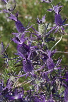 Sea Holly, Leavenworth's eryngo, Eryngium leavenworthii, Detail of purple coloured flowers growing outdoor.