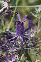 Sea Holly, Leavenworth's eryngo, Eryngium leavenworthii, Detail of purple coloured flowers growing outdoor.