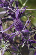 Sea Holly, Leavenworth's eryngo, Eryngium leavenworthii, Detail of purple coloured flowers growing outdoor.