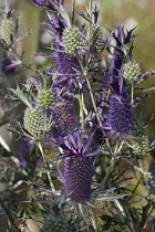 Sea Holly, Leavenworth's eryngo, Eryngium leavenworthii, Detail of purple coloured flowers growing outdoor.