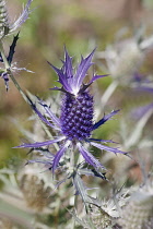 Sea Holly, Leavenworth's eryngo, Eryngium leavenworthii, Detail of purple coloured flower growing outdoor.