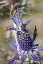 Sea Holly, Leavenworth's eryngo, Eryngium leavenworthii, Detail of purple coloured flower growing outdoor.