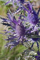 Sea Holly, Leavenworth's eryngo, Eryngium leavenworthii, Detail of purple coloured flowers growing outdoor.