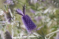 Sea Holly, Leavenworth's eryngo, Eryngium leavenworthii, Detail of purple coloured flower growing outdoor.